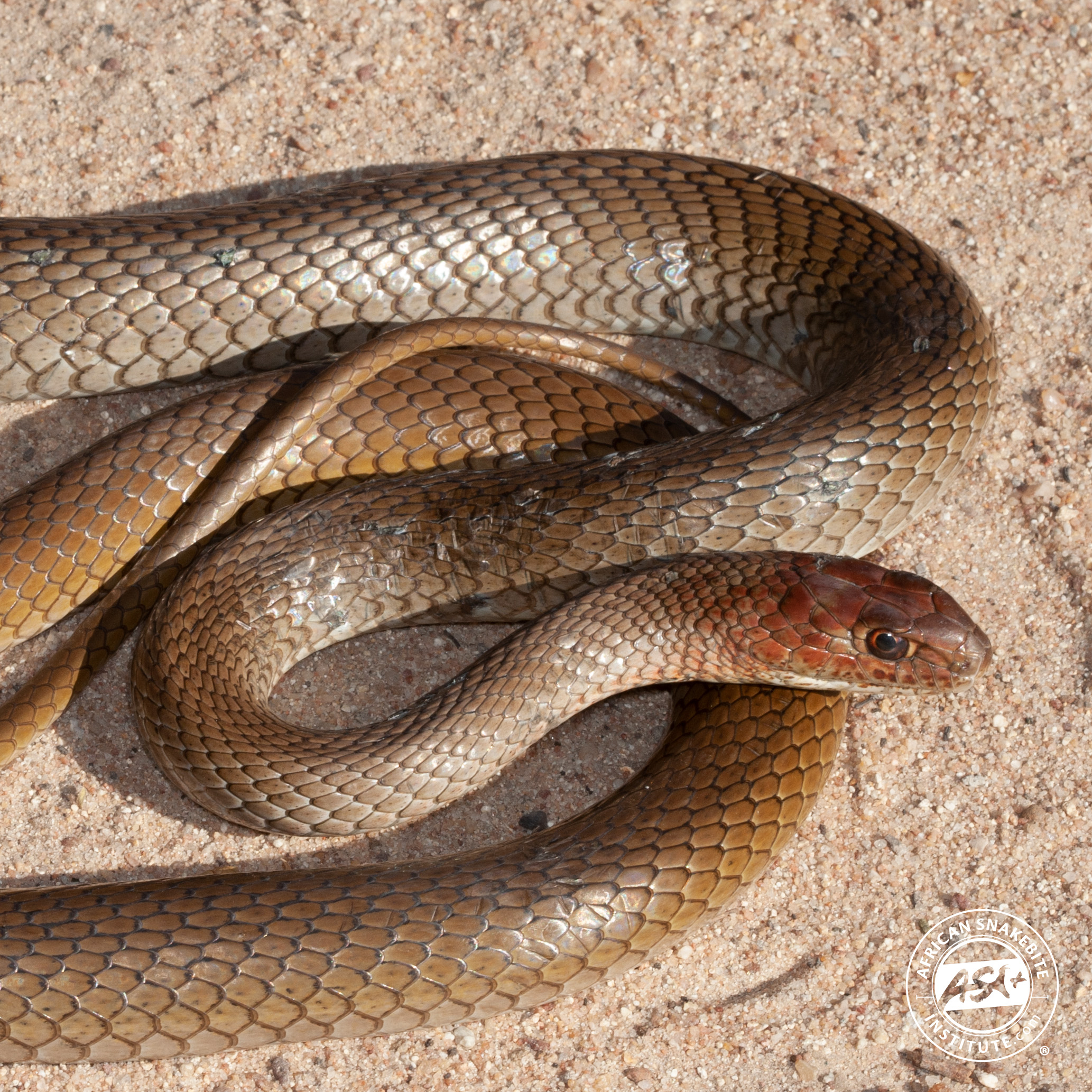 Aurora house snake - Wikipedia