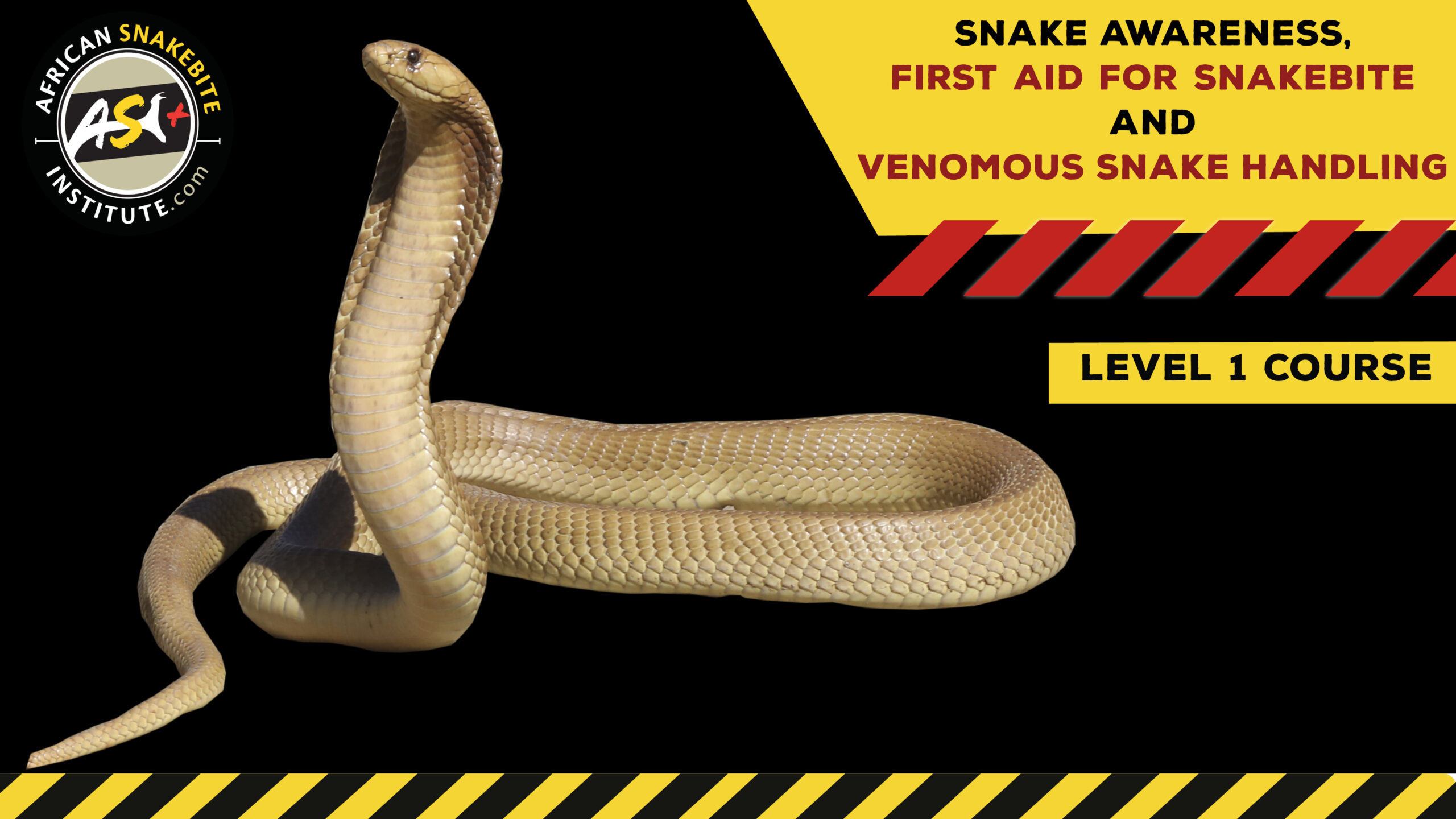 Snake Awareness & Venomous Snake Handling (Western Cape) 20230624