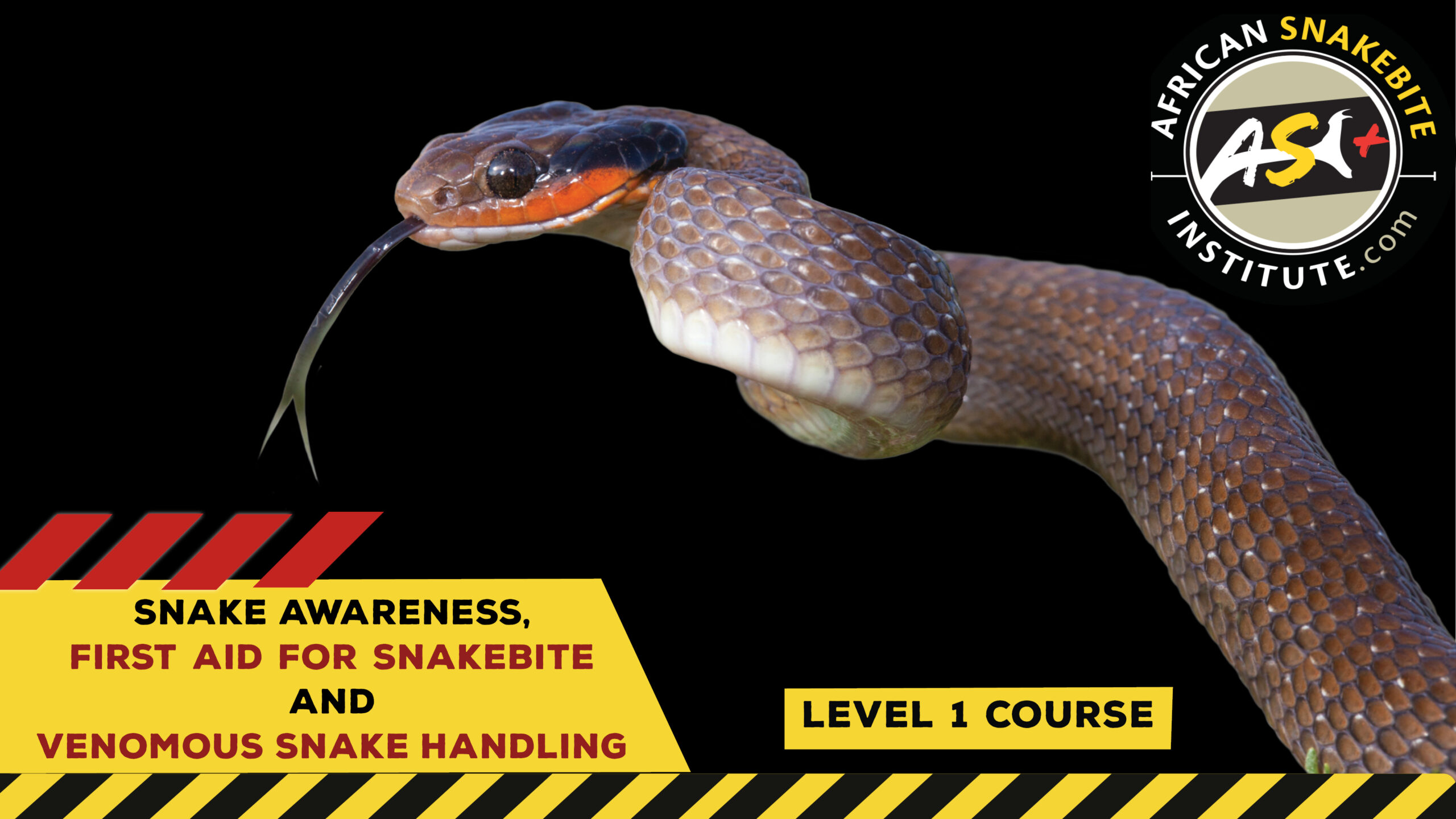 Snake Awareness & Venomous Snake Handling (Gauteng) 20230527
