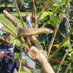 Catching and releasing snakes