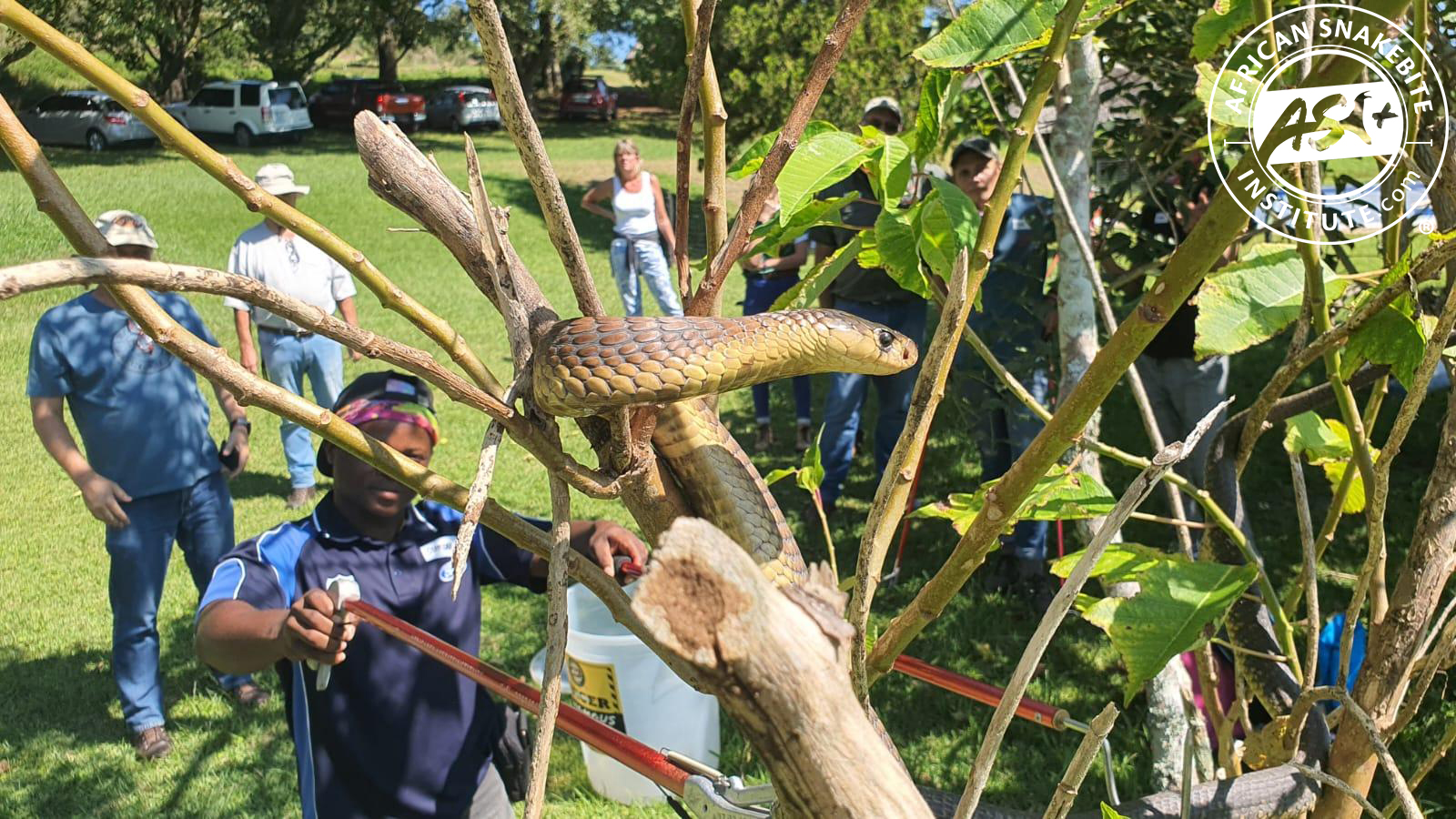 Catching and releasing snakes - African Snakebite Institute