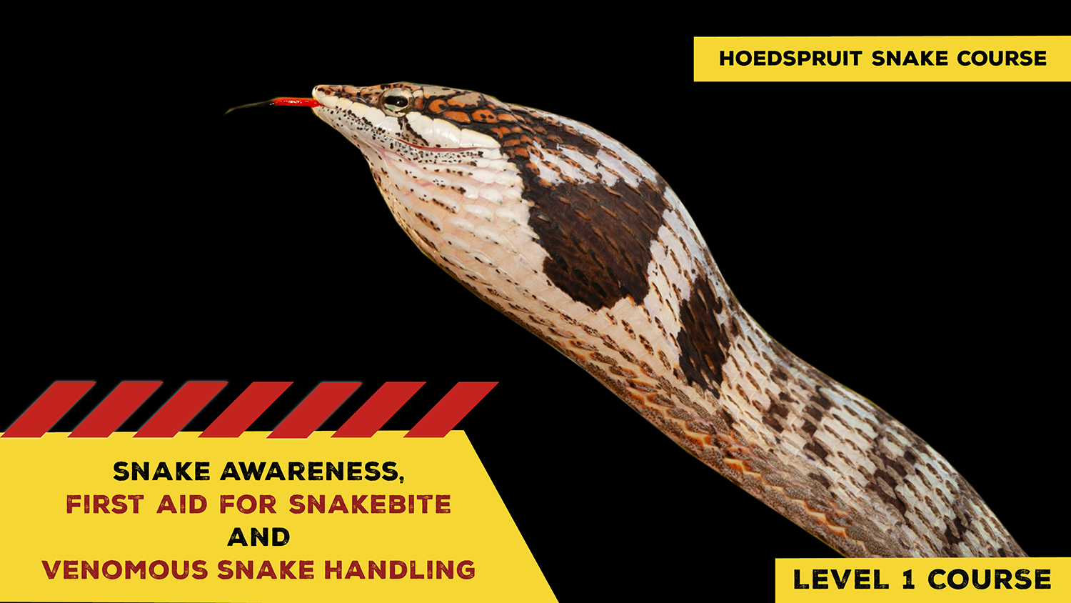 Snake Awareness & Venomous Snake Handling (Hoedspruit) 20230916