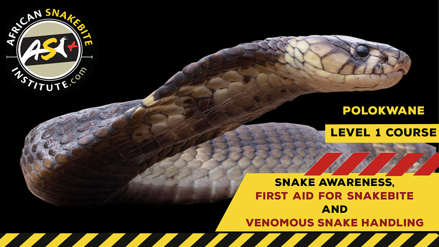 Snake Awareness & Venomous Snake Handling (Limpopo) 20230805