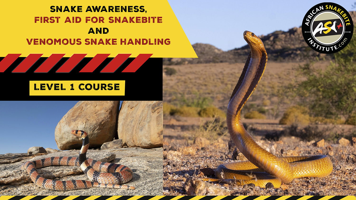 Snake Awareness & Venomous Snake Handling (Western Cape) 202300819