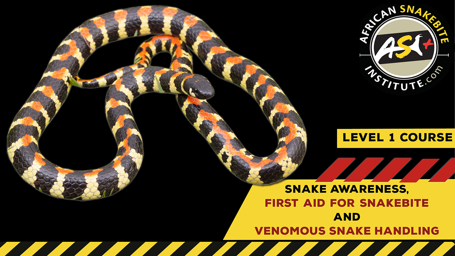 Snake Awareness & Venomous Snake Handling (Western Cape) 20230722