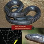 Small black snakes of southern Africa