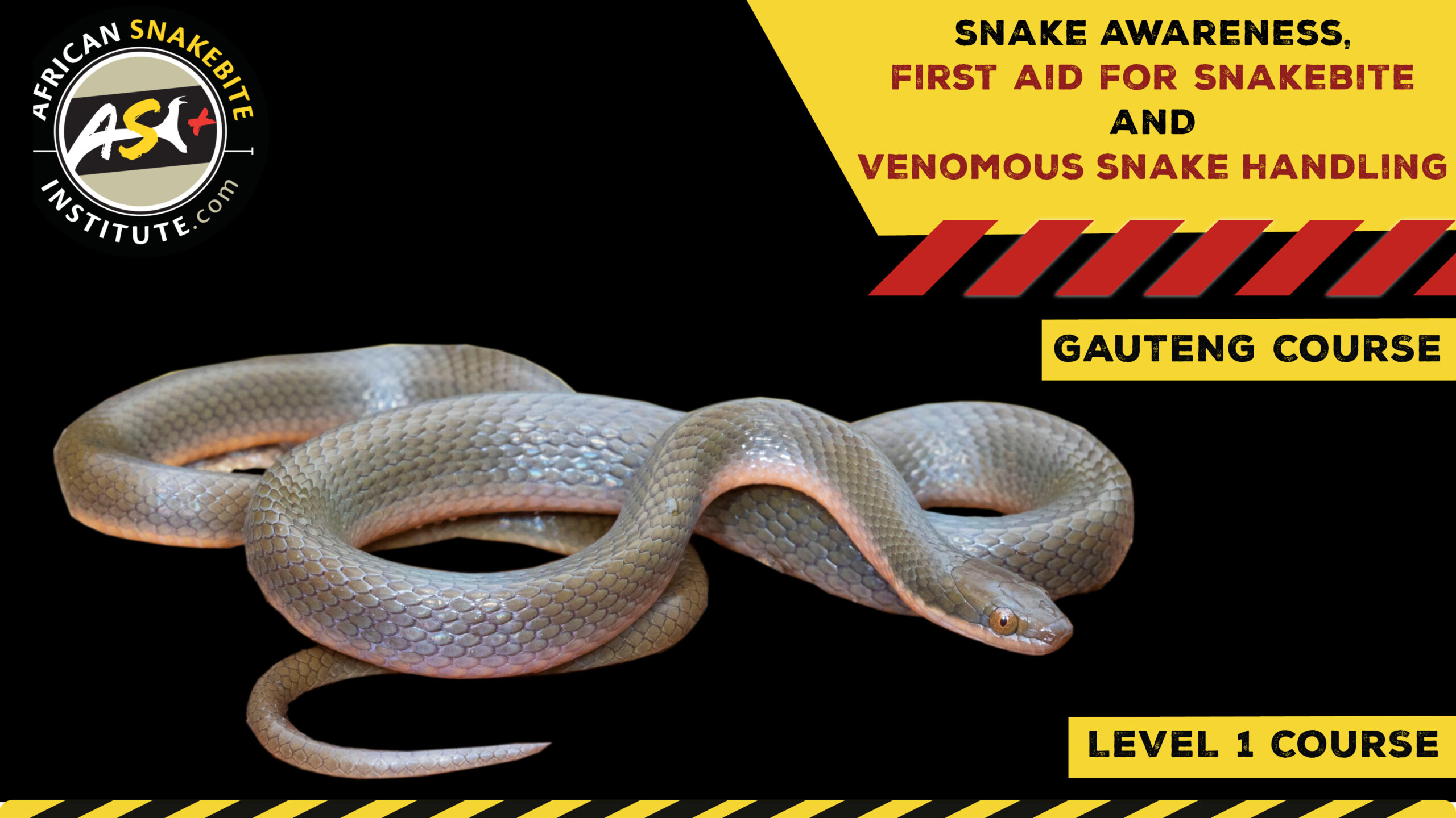 Snake Awareness & Venomous Snake Handling (Gauteng) 20230930