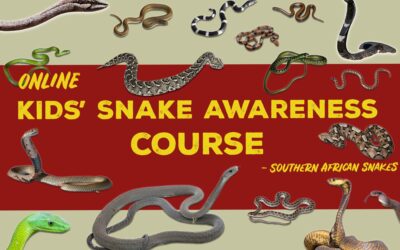 Online Course – Kids’ Snake Awareness (Southern Africa)