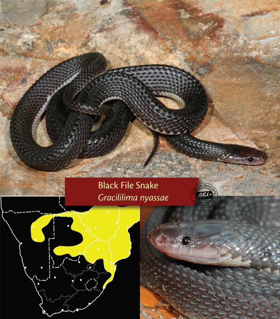 Small black snakes of southern Africa - African Snakebite Institute
