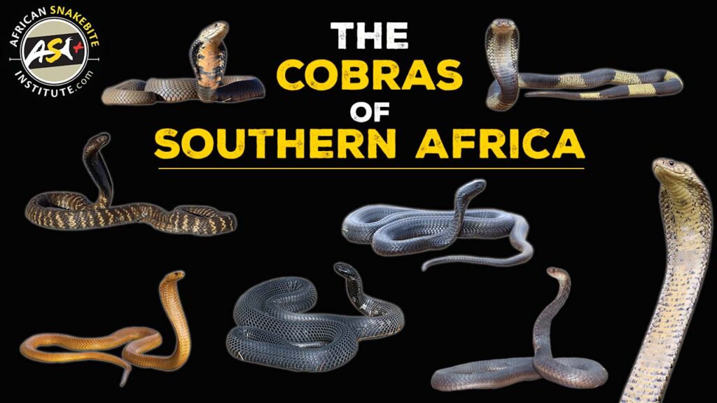The cobras of southern Africa - African Snakebite Institute