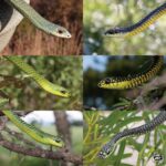 Boomslang Breeding