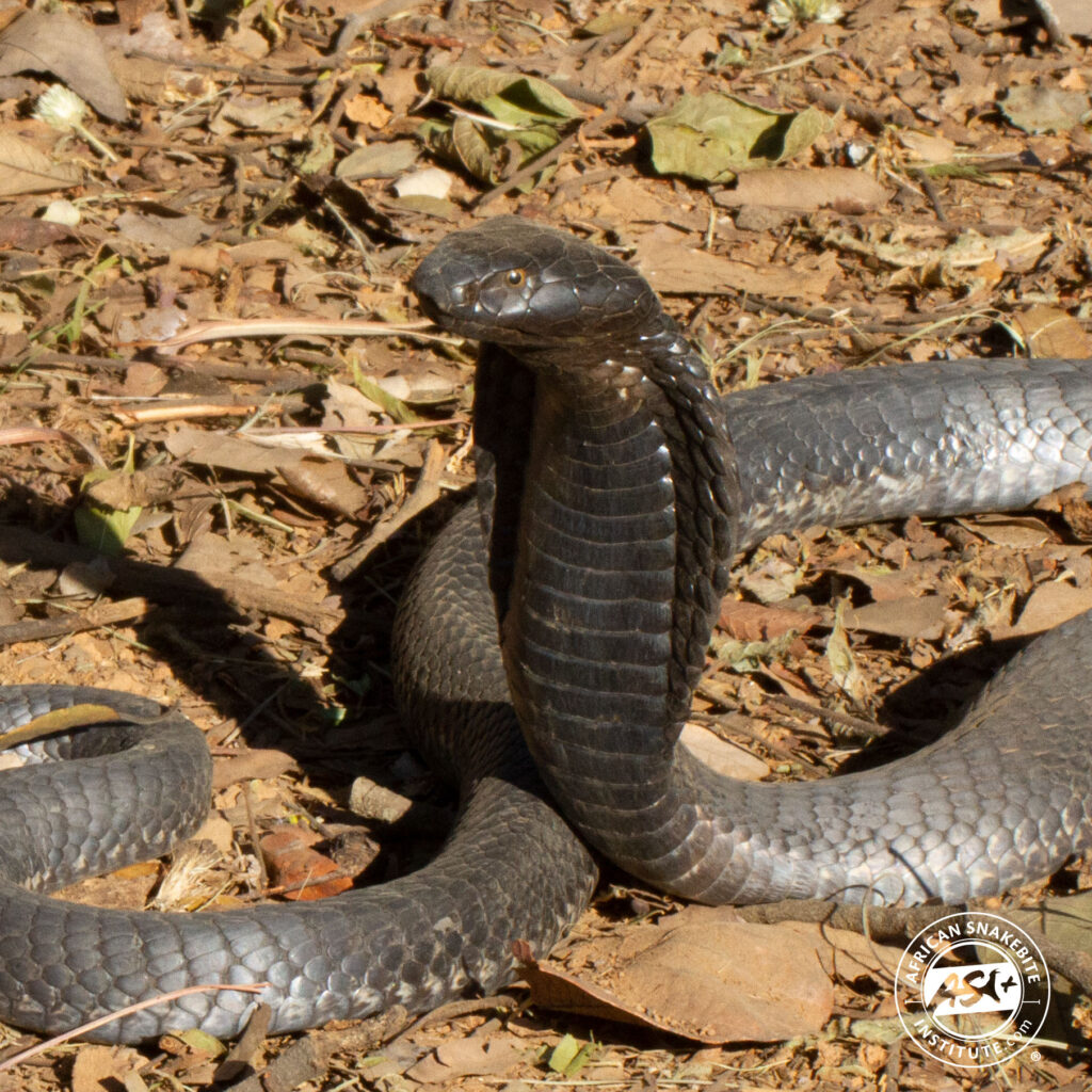 Black-necked Spitting Cobra - African Snakebite Institute