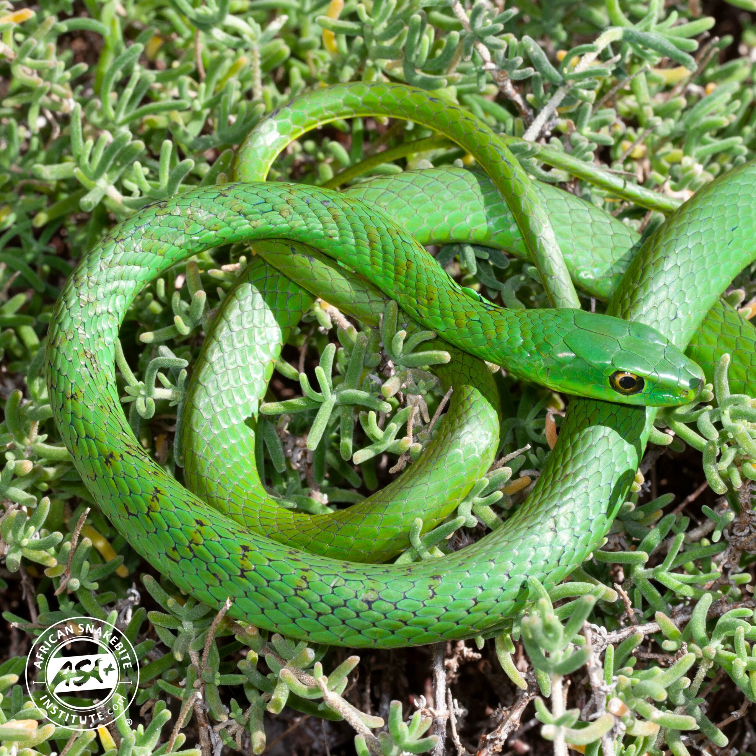 Eastern Natal Green Snake - African Snakebite Institute