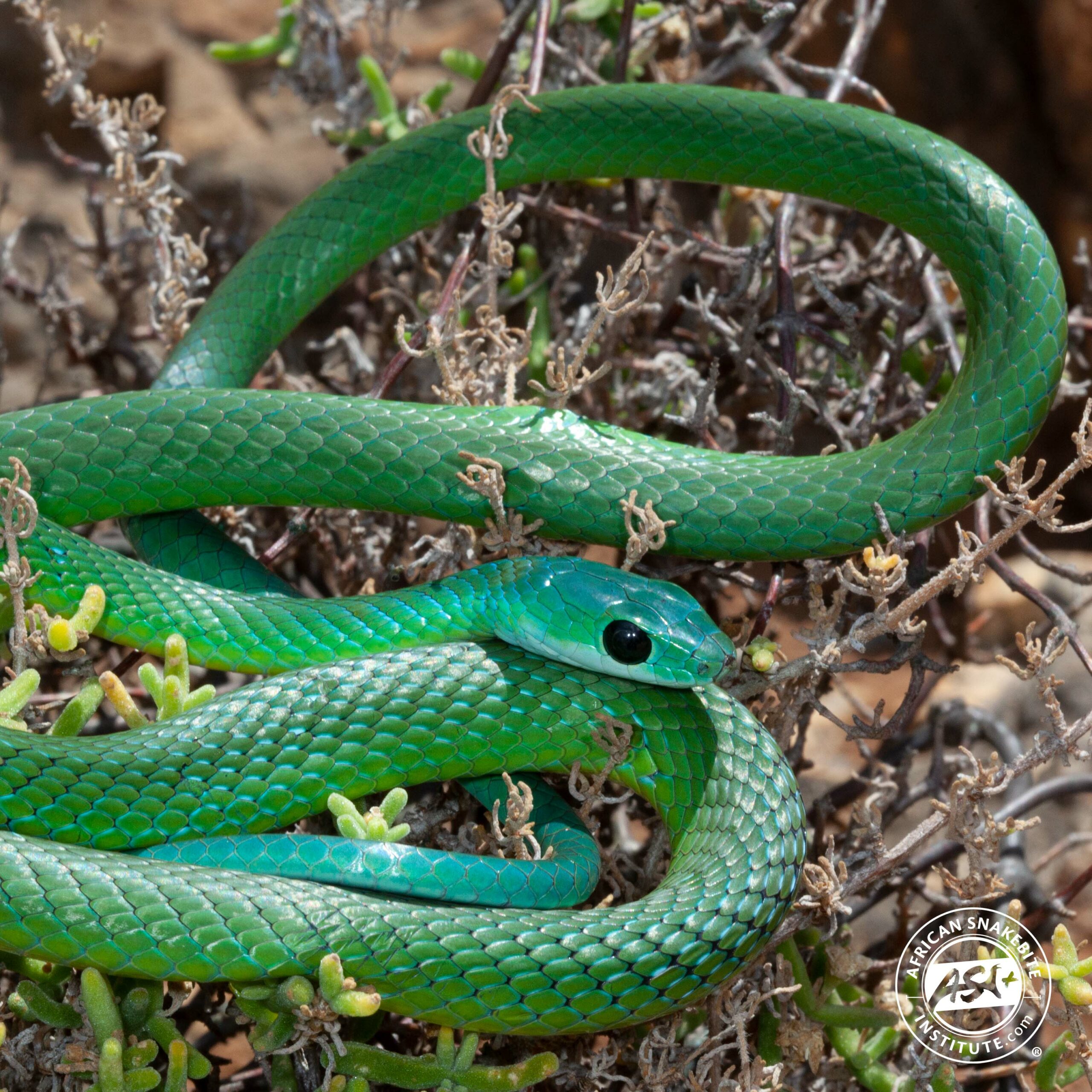 Western Natal Green Snake - African Snakebite Institute
