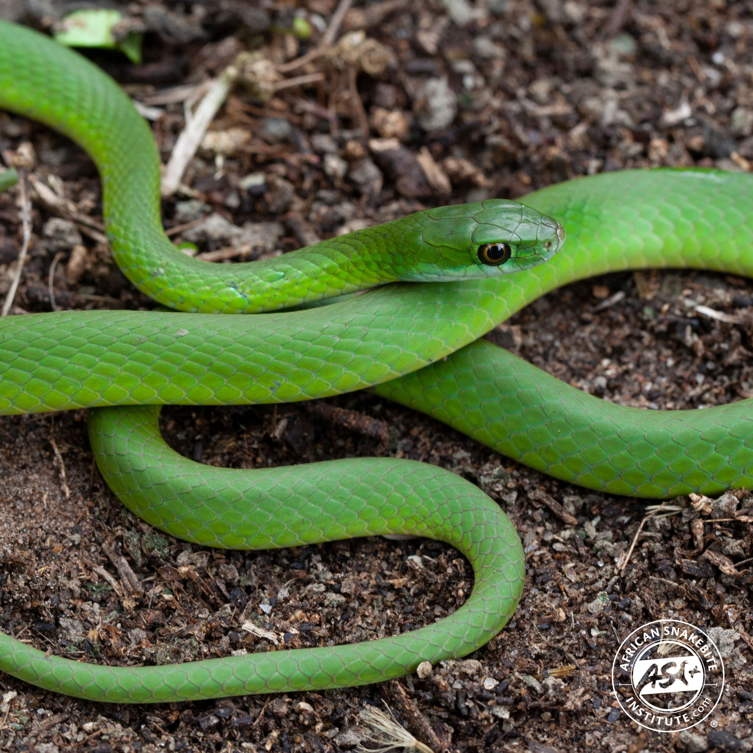 Green Water Snake - African Snakebite Institute
