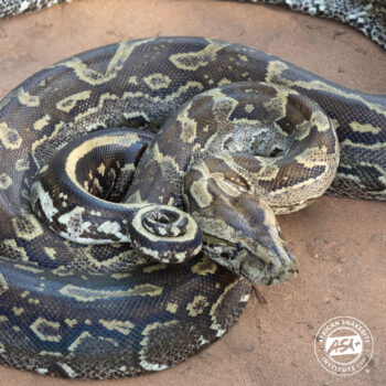 Southern African Python - African Snakebite Institute