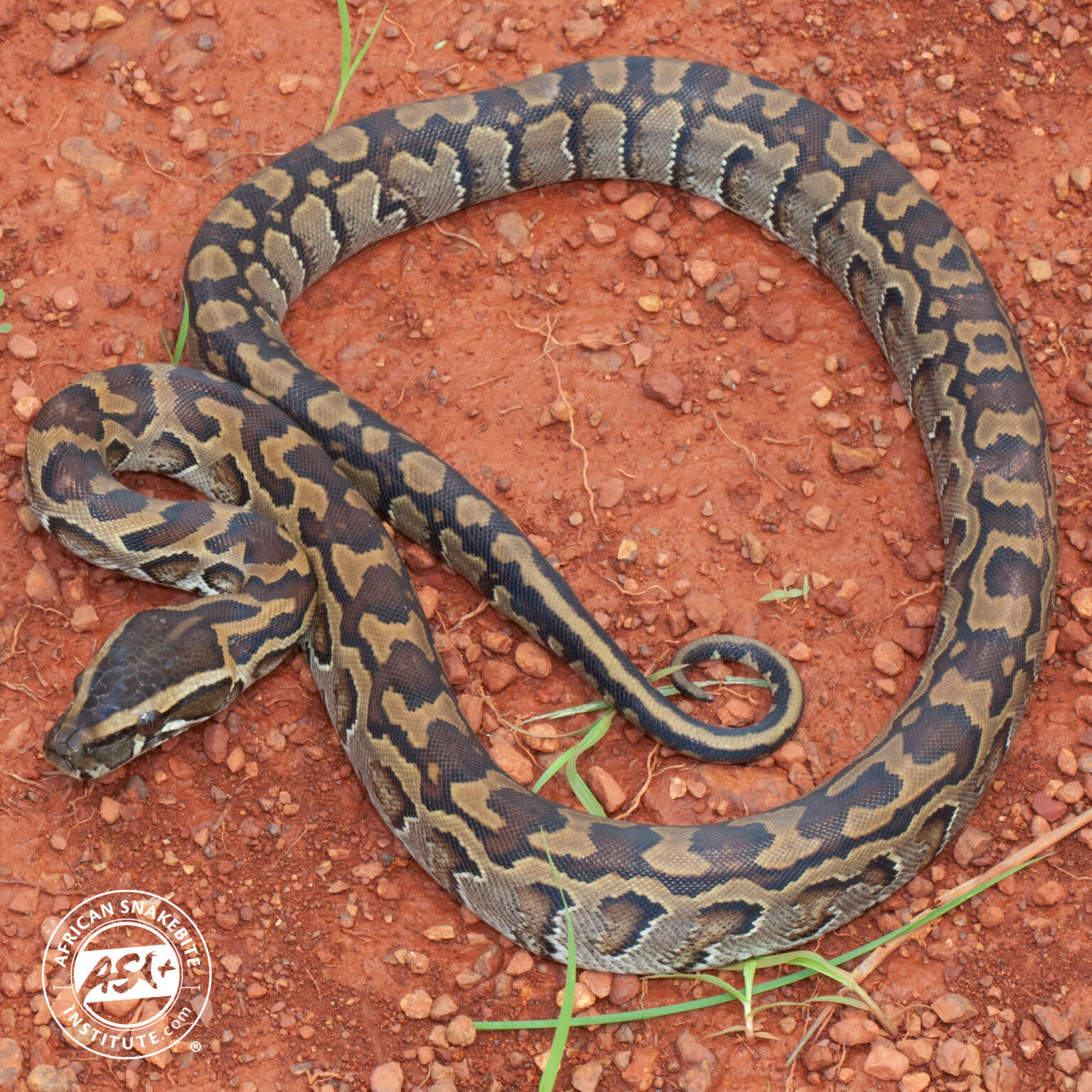 African Rock Python - African Snakebite Institute
