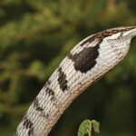 Vine Snakes of Africa