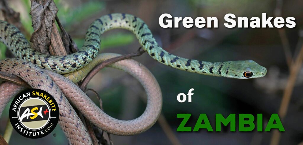 Green Snakes Of Zambia African Snakebite Institute