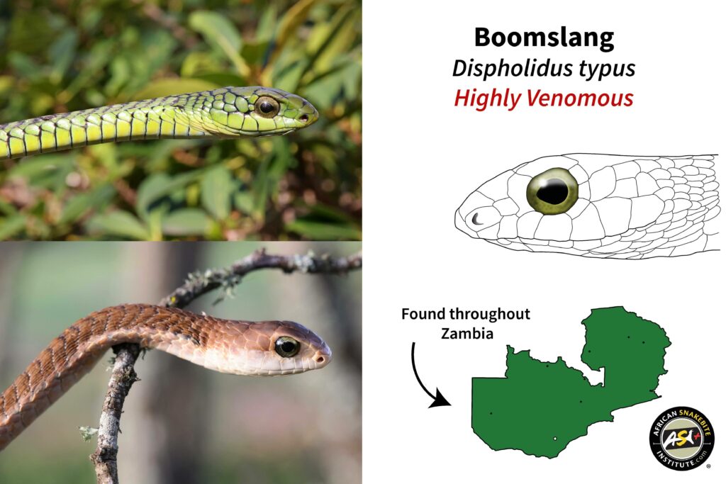 Green Snakes Of Zambia African Snakebite Institute