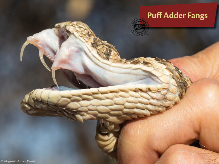 Teeth and Fangs - African Snakebite Institute