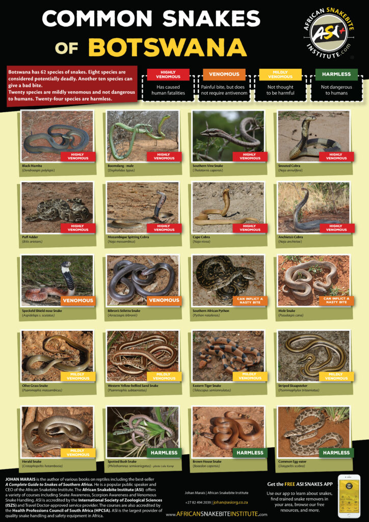 Common Snakes of Botswana - African Snakebite Institute