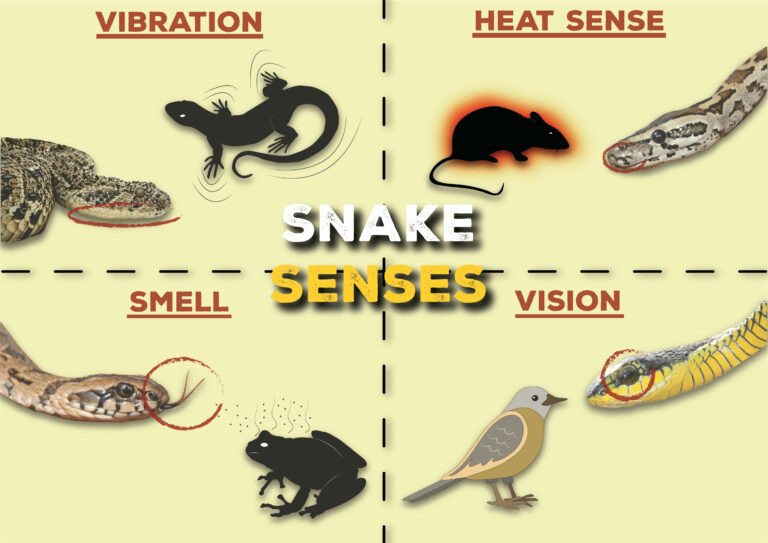 Snake Senses African Snakebite Institute