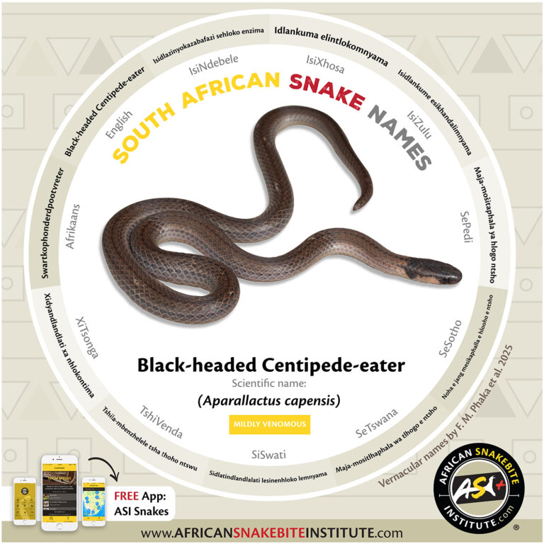 Local Snake Names - South Africa - African Snakebite Institute