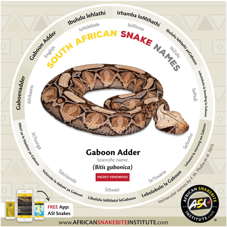 Local Snake Names - South Africa - African Snakebite Institute