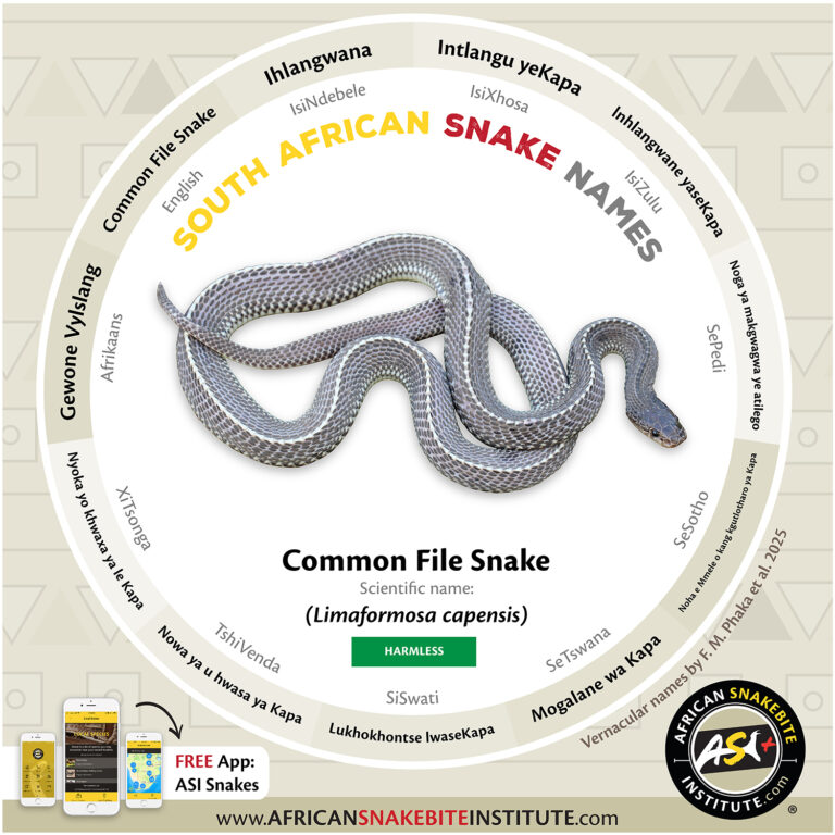 File Snake Common File Snake - African Snakebite Institute