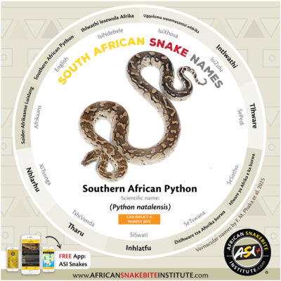 Namibia Python Southern African Python - African Snakebite Institute