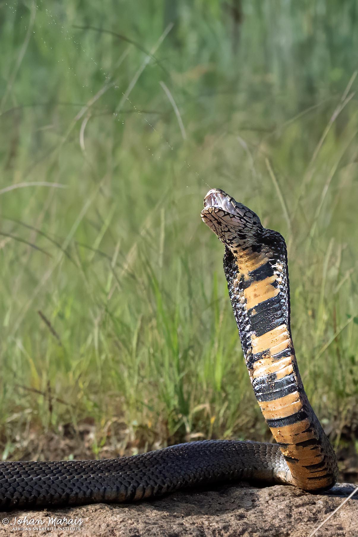 Mozambique Spitting Cobras are quick to spray venom at a potential threat. Eye protection must be used for removals of all spitting snakes. 