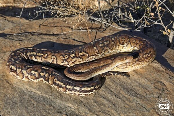 Pythons of Africa - African Snakebite Institute