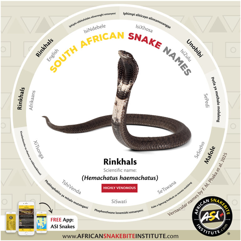 Rinkhals - African Snakebite Institute