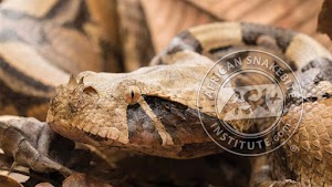 African Snakebite Institute place picture
