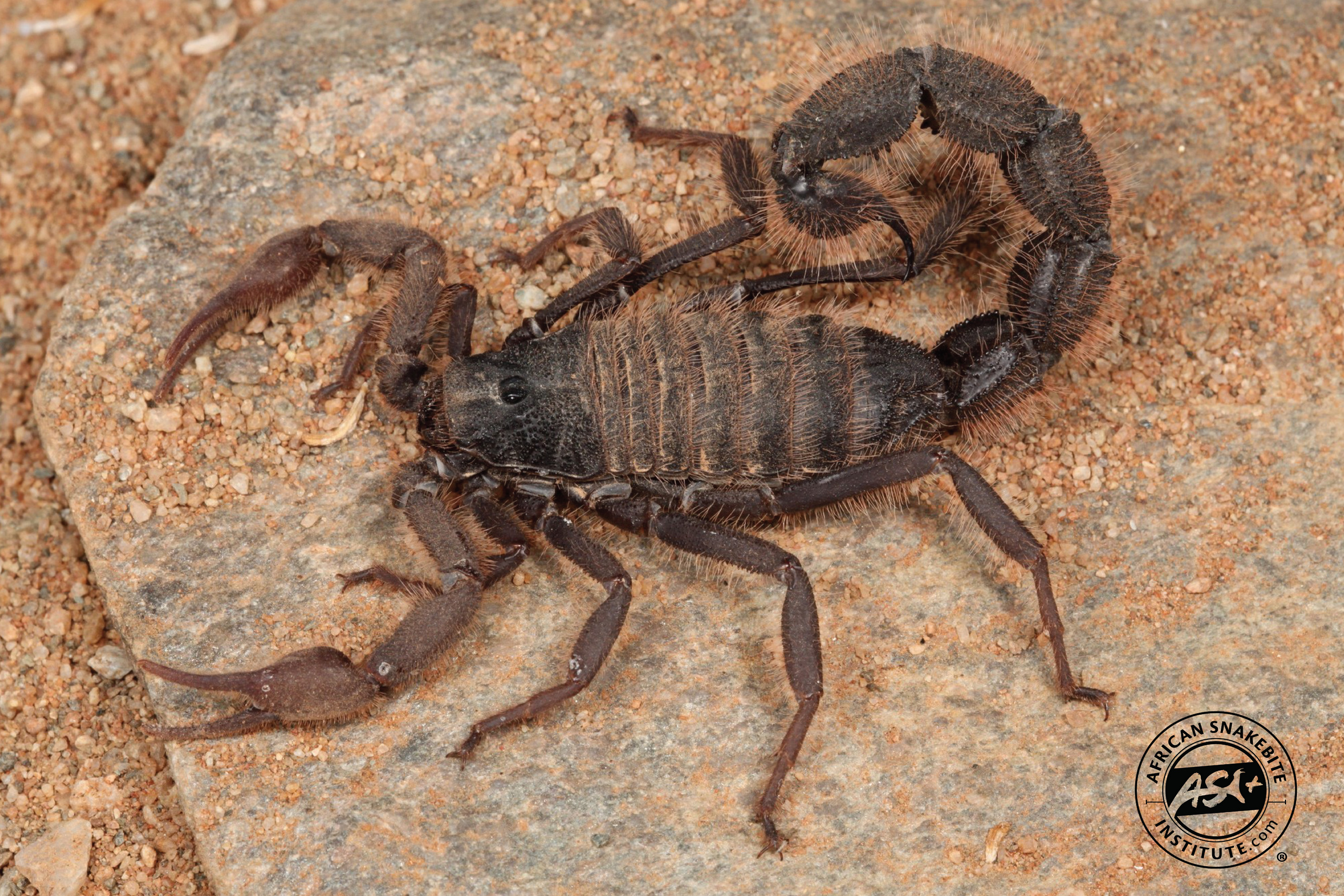 Hairy Thicktail Scorpion - African Snakebite Institute